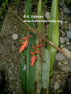 Heliconia arrecta